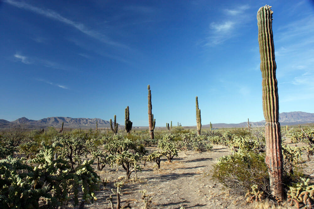 Baja California Desert (Mexico) | LAC Geo