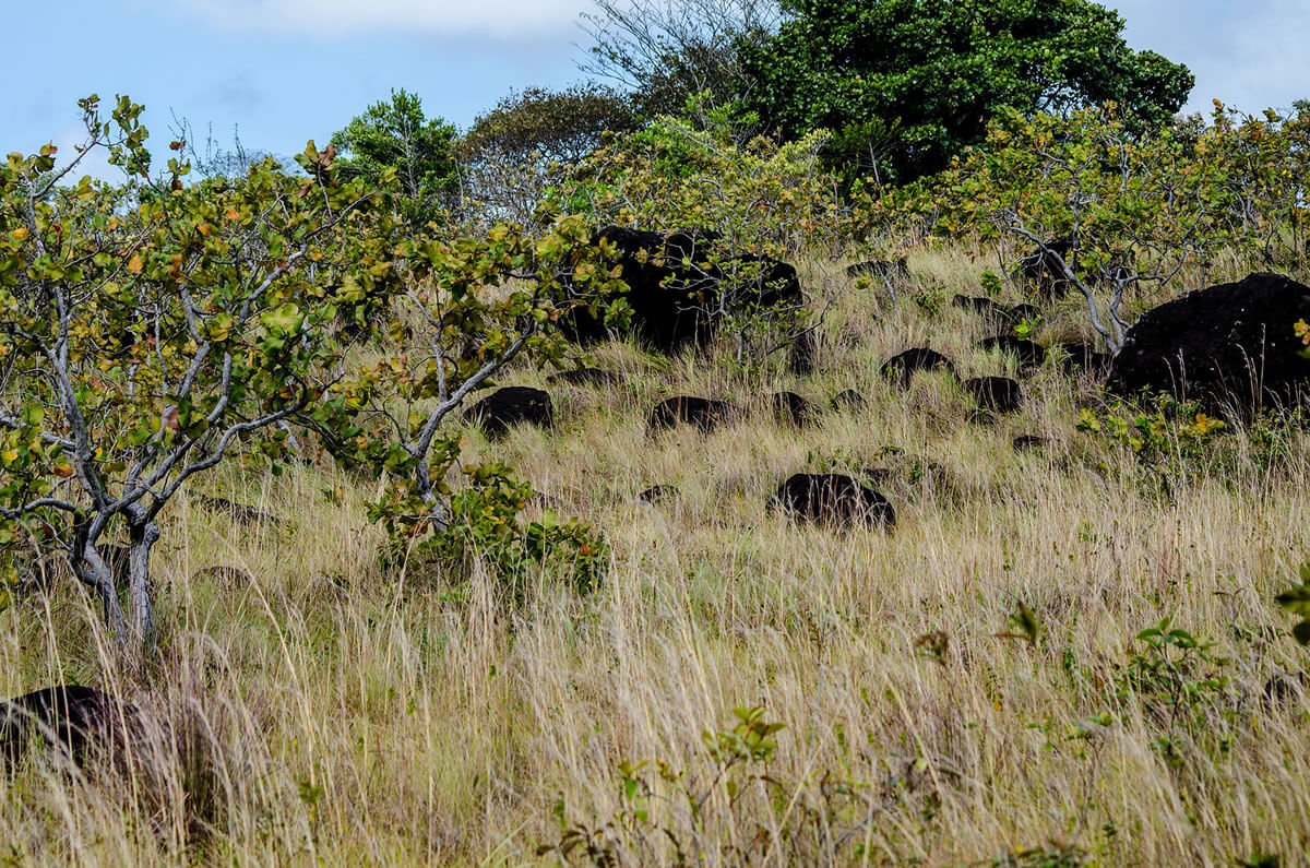 Santa Rosa National Park: Blending History & Biodiversity | LAC Geo