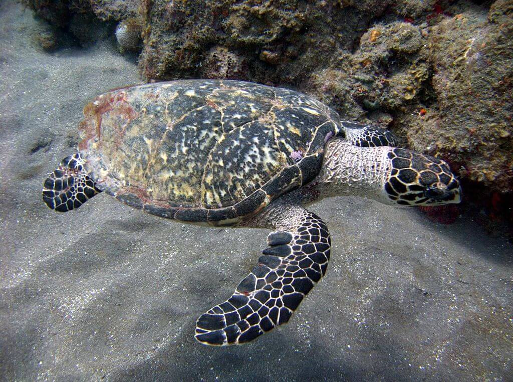 Exploring Saba Bank Atoll & Saba Bank National Park | LAC Geo