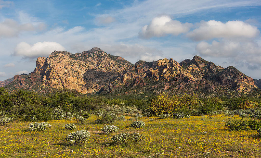 The Sonoran Desert: An Ecological & Geographical Marvel  LAC Geo