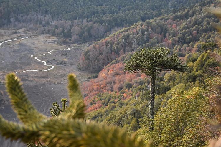 Araucaria trees surrounded by colorful forests in Conguillío National Park of Chile
