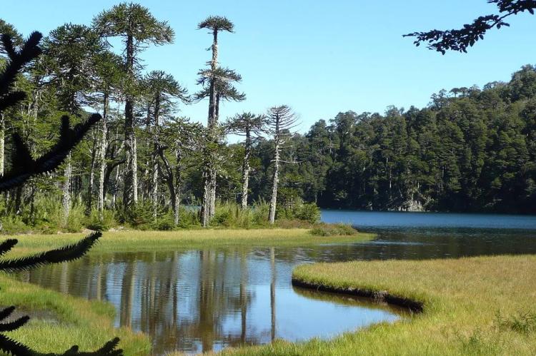 Araucaria trees in Huerquehue National Park, Chile 