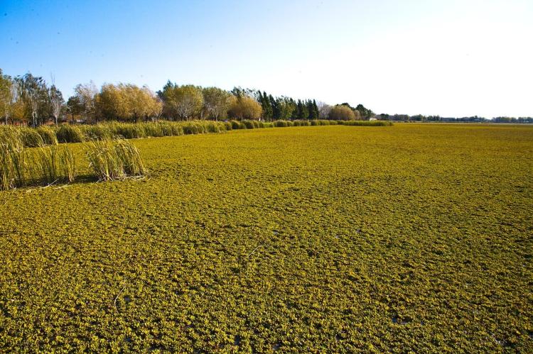 Pampas ranch field, Argentina
