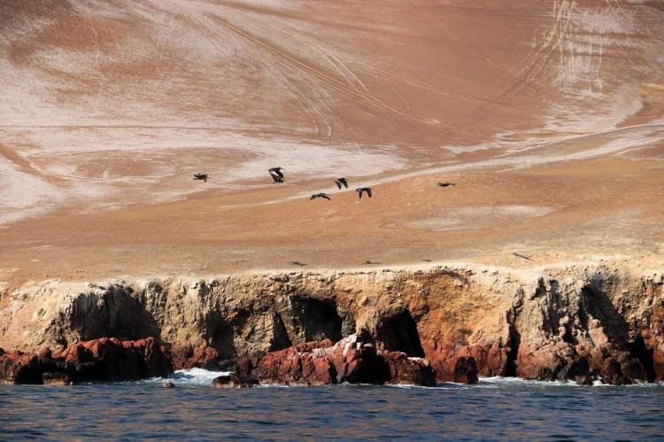Ballestas Islands - Paracas, Peru