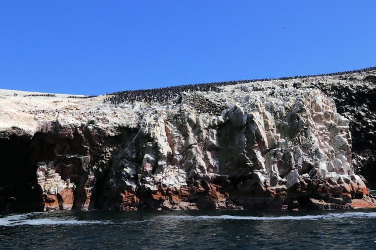 Penguin colony, Ballestas Islands - Paracas, Peru