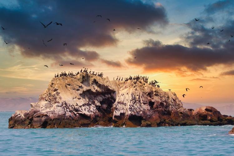 Ballestas Islands, Peru