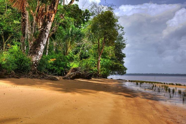 Banks of the Essequibo River, Guyana 
