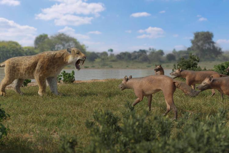 Peru, 30,000 years ago. A lone saber-toothed cat (Smilodon populator) finds itself cornered by a pack of  South American dire wolves (Aenocyon dirus).
