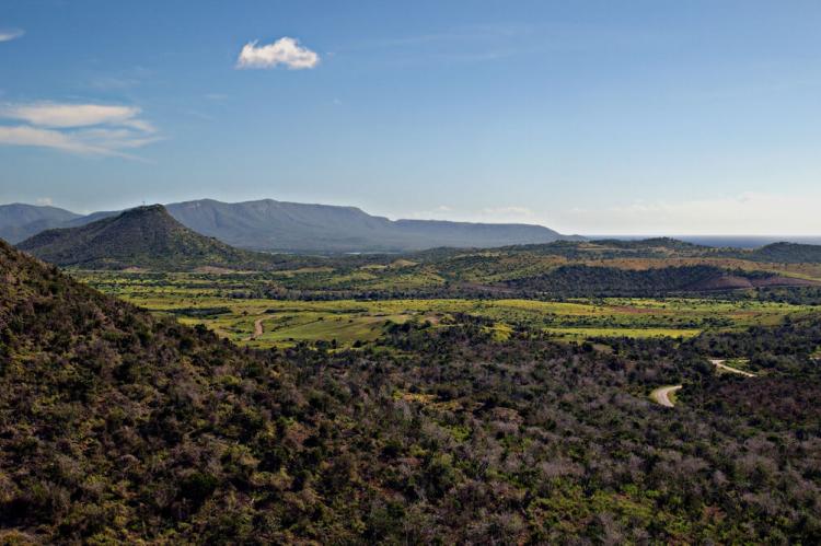 Cactus scrub view near Caimanera, Guantánamo Province