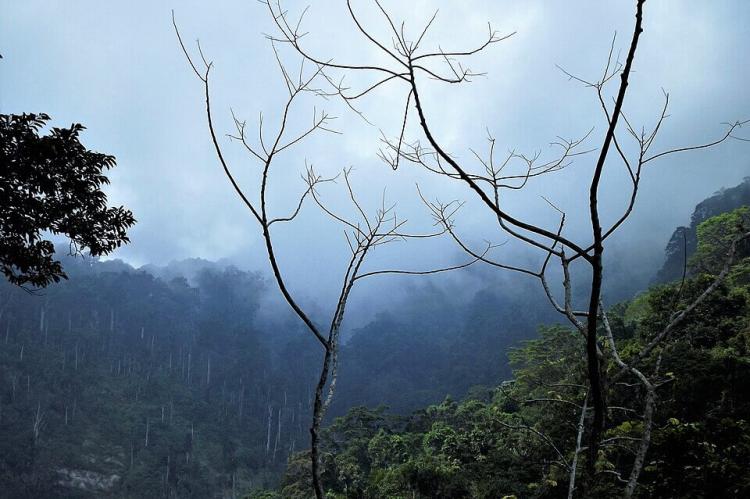 Humid Tropical Forest, Henri Pittier National Park, Venezuela