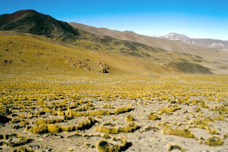 Dry Puna grassland and hills at Los Andes Department, Salta Province, Argentina