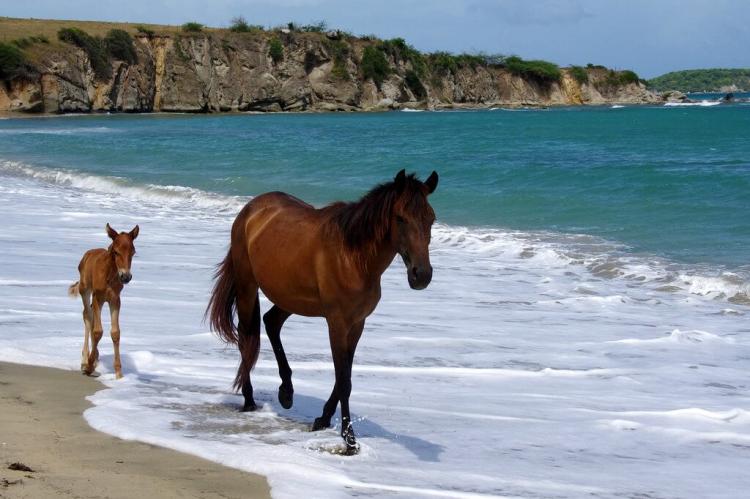 Wild Horses at Playa Negra (Black Sand Beach) - Vieques, PR