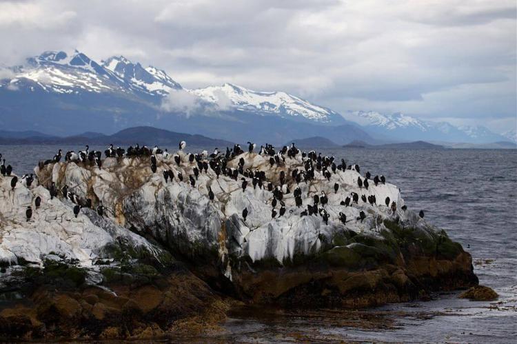 Imperial Cormorant colony in the Beagle Channel, Tierra del Fuego, South America 