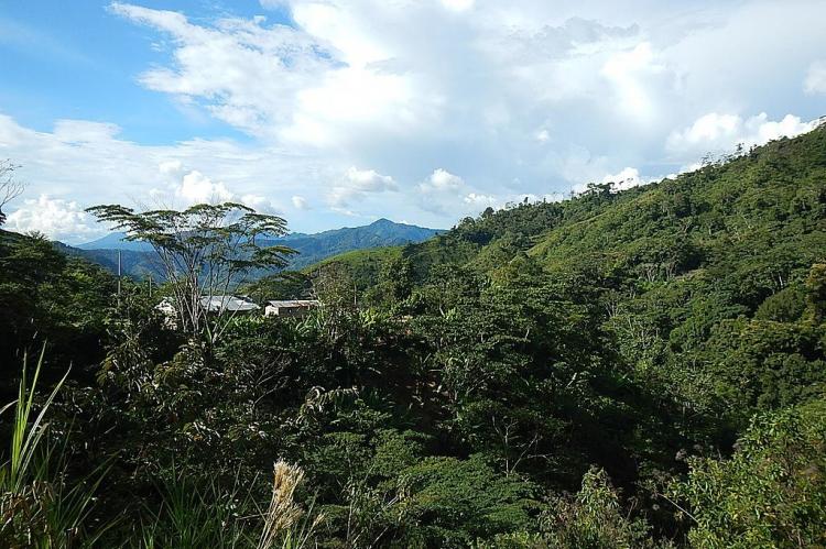 Overhead view of jungle, Satipo Province, Peru