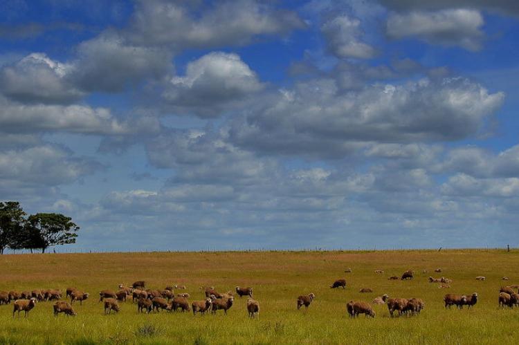 Sheep ranch landscape, Paysandú, Uruguay