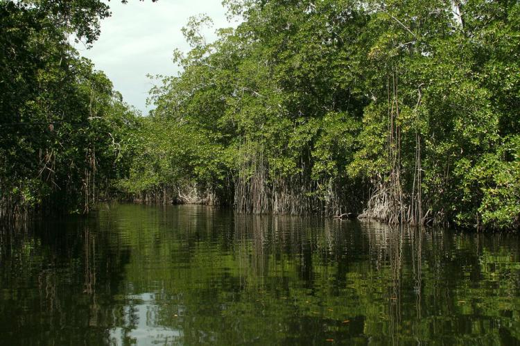 Mangrove Alley, Black River, Jamaica