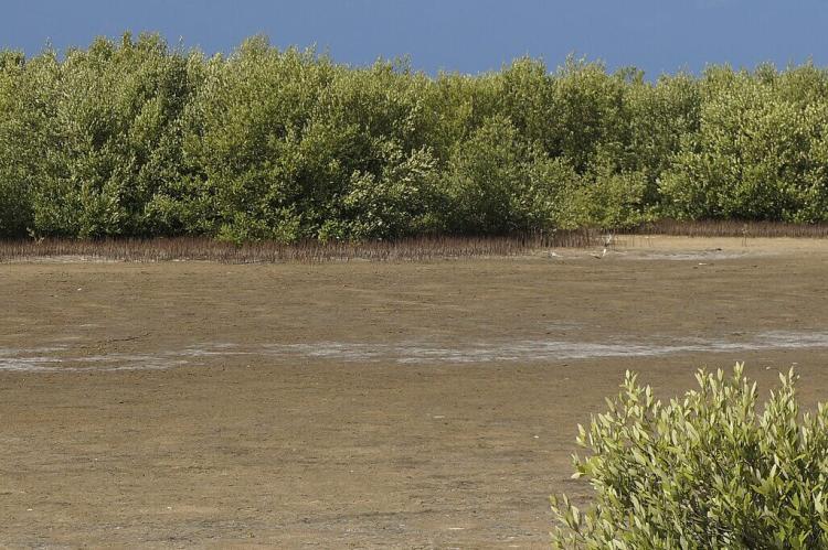 Mangrove forest in a dry lagoon near Casilda Port, Sancti Spiritus province, Cuba