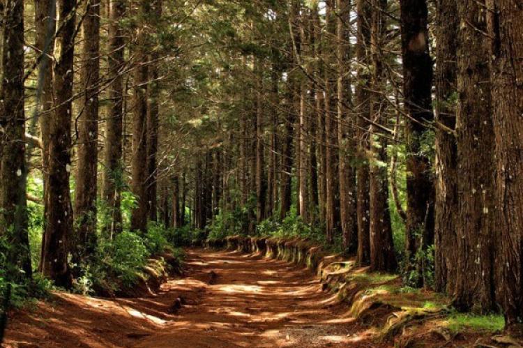 Montecristo Trifinio National Park, Honduras