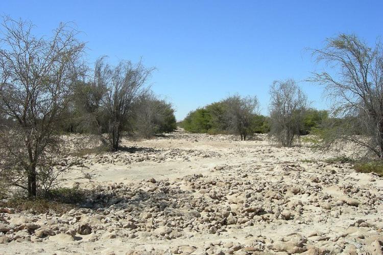 View of an open forest in the Pampa del Tamarugal, Chile