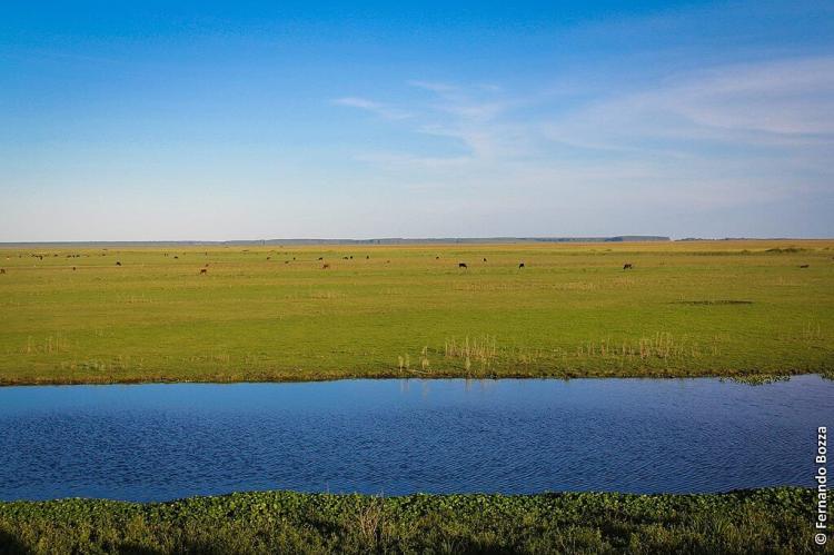 Taim Ecological Station is located in the Brazilian Pampas at the extreme south of Rio Grande do Sul