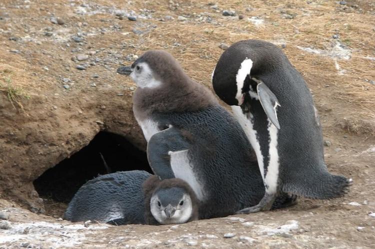 Penguins, Los Pingüinos Natural Reserve, Chile