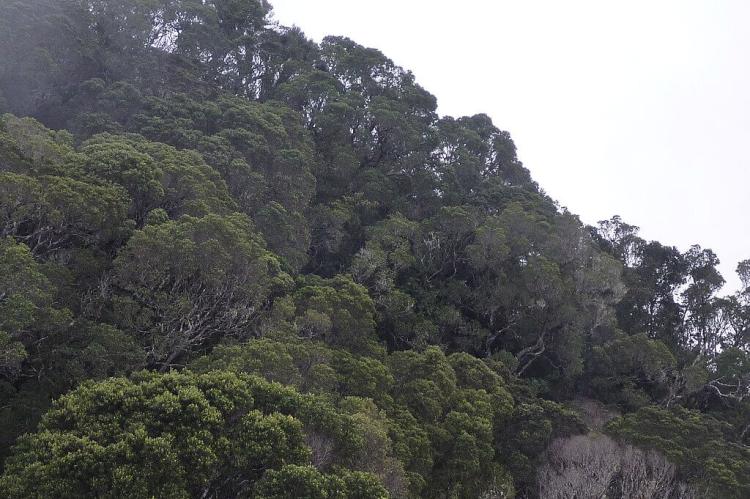 Montane moist forest on the slopes of Pico Turquino, Santiago de Cuba, Cuba.