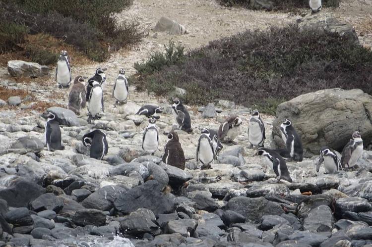Humboldt Penguins, Humboldt Penguin National Reserve, Chile