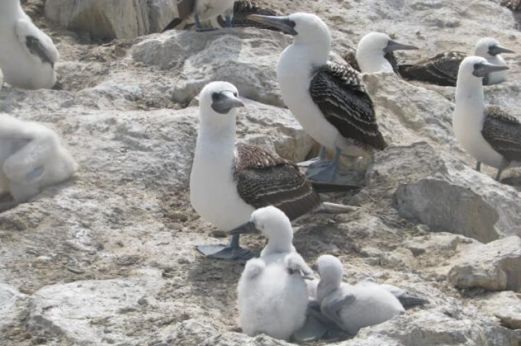 Seabirds nesting in the Guano Reserve System, Peru