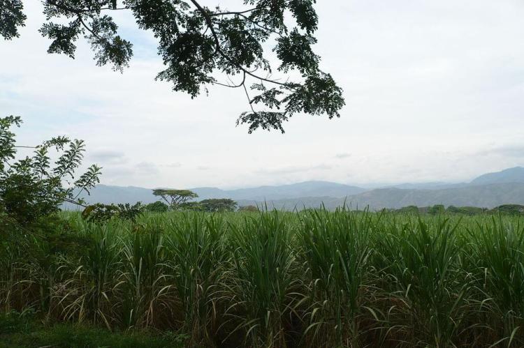 Sugar cane plantation in Guadalajara de Buga, Valle del Cauca, with the Cordillera Occidental in the background.