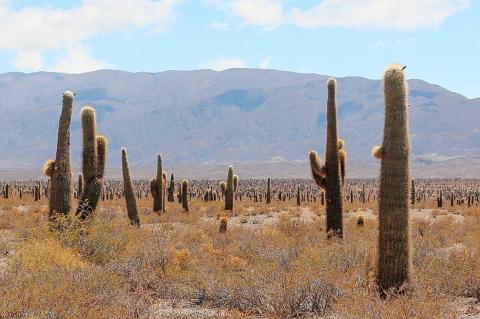 Los Cardones National Park, Argentina