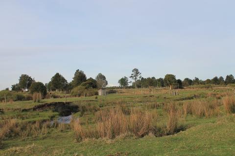 Monte Verde archaeological site, Chile