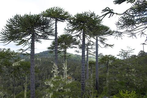 Mixed forest of Araucaria and coigüe in Nahuelbuta National Park, Chile.