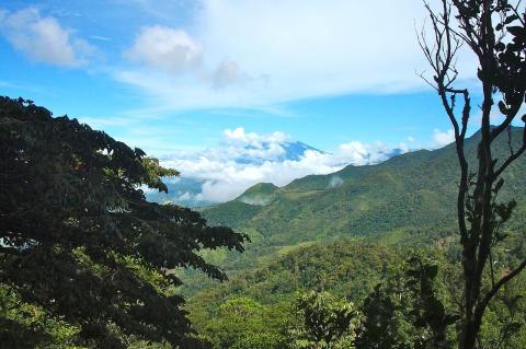 Cloud forest on the Isthmus of Panama