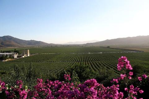Guadalupe Valley in Baja California Mexico