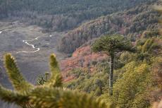 Araucaria trees surrounded by colorful forests in Conguillío National Park of Chile