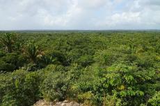 Belize forest panorama