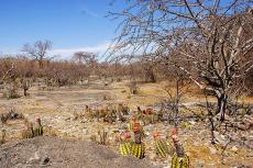 Caatinga vegetation and biome, Brazil