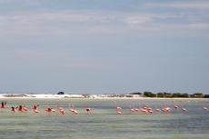American Flamingos ( Phoenicopterus ruber), Río Lagartos, Yucatán, Mexico