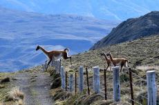 Guanacos in Torres del Paine National Park, Chilean Patagonia