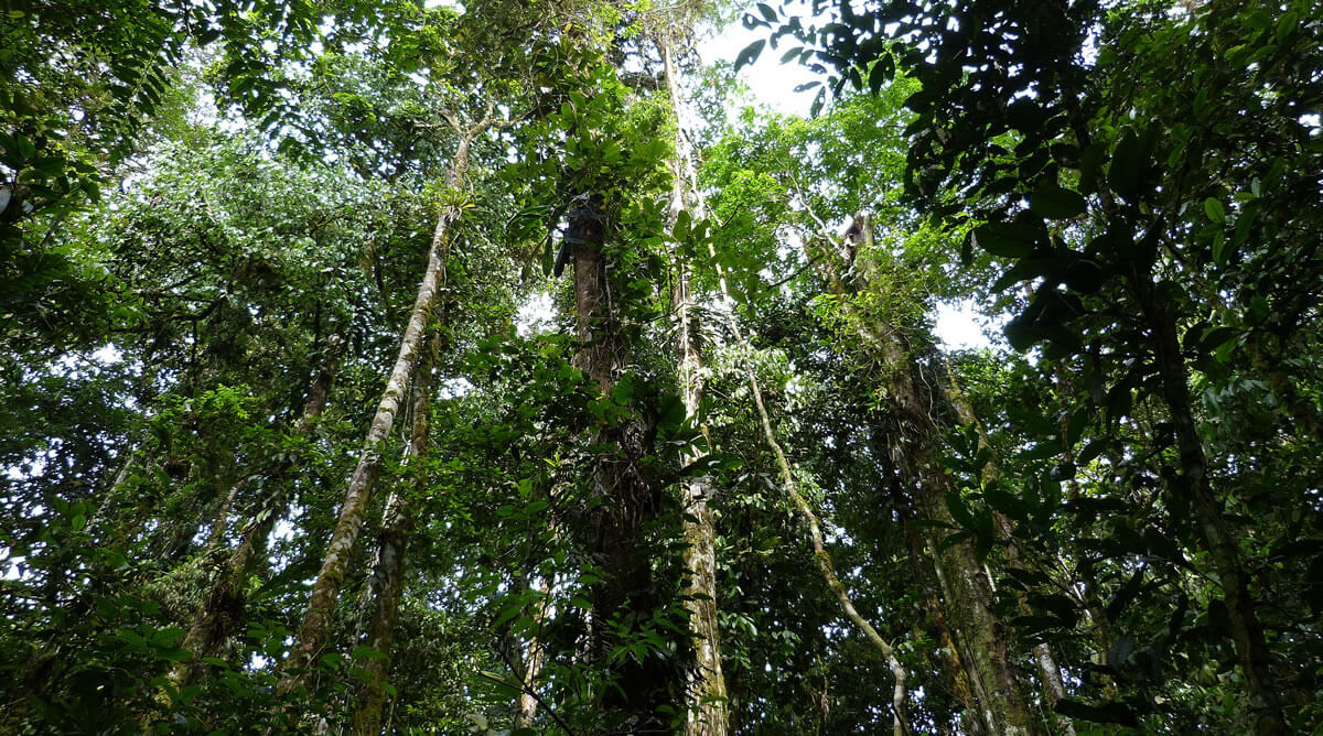 Sumaco Napo-Galeras National Park & Reserve | LAC Geo